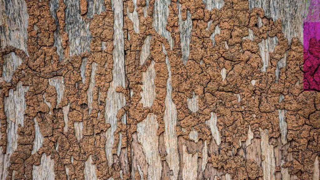 termite-mud-tubes-staten-island-ny