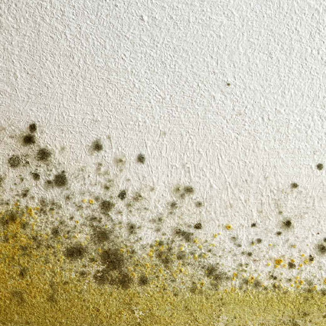mold-in-home-staten-island-ny