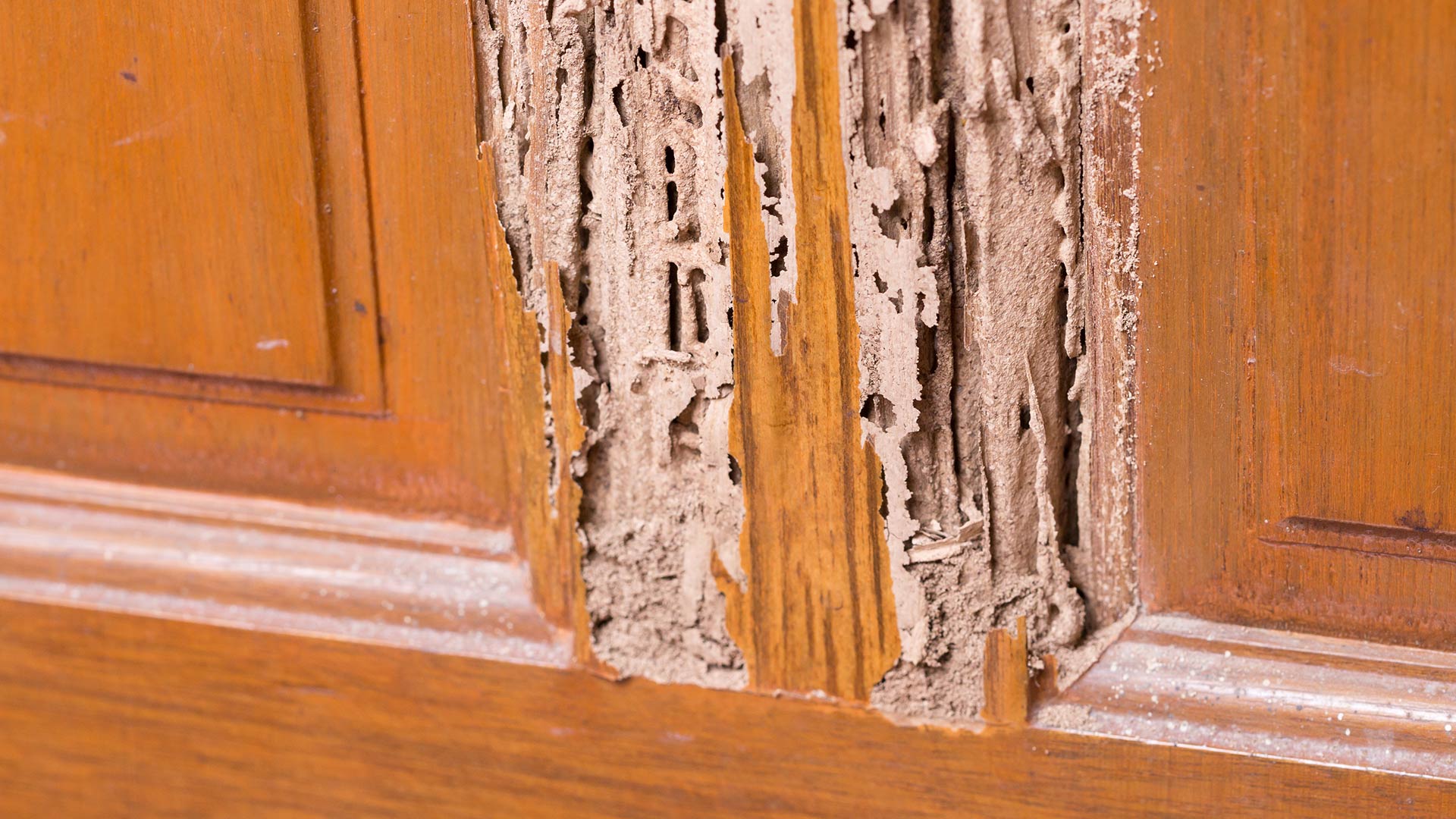 termite-damage-on-door-residential-building-staten-island-ny