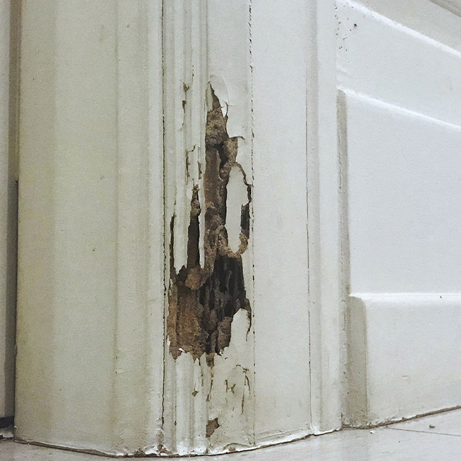 termite-damage-on-the-bottom-of-white-door-frame-staten-island-ny
