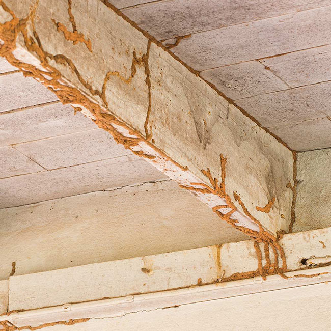 termite-mud-trails-on-ceiling-staten-island-ny